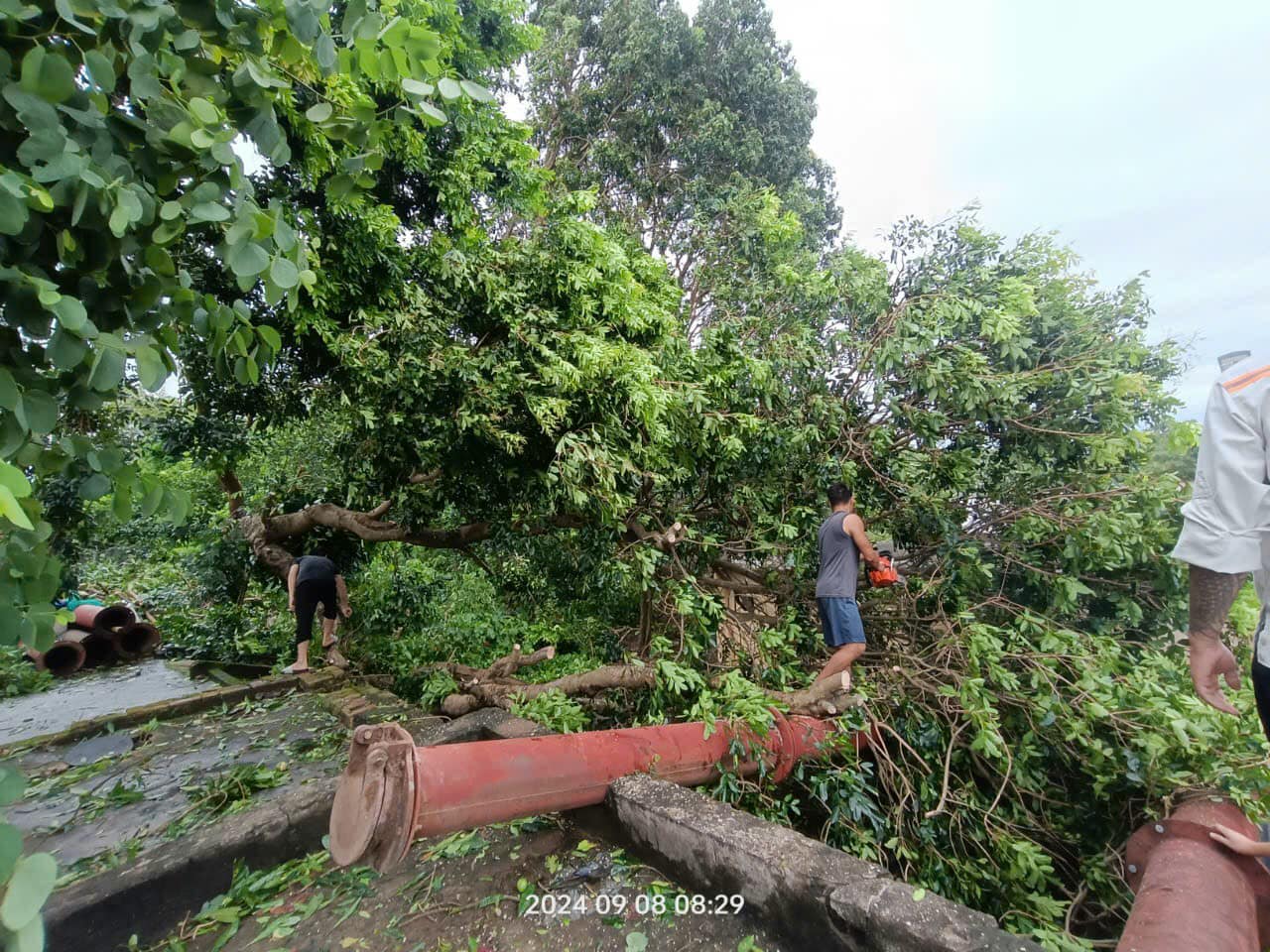 Đoàn viên thanh niên Công ty TNHH MTV ĐTPT Thủy lợi Sông Đáy xung kích cùng CBNV công ty bắt tay khắc phục hậu quả cơn bão Yagi